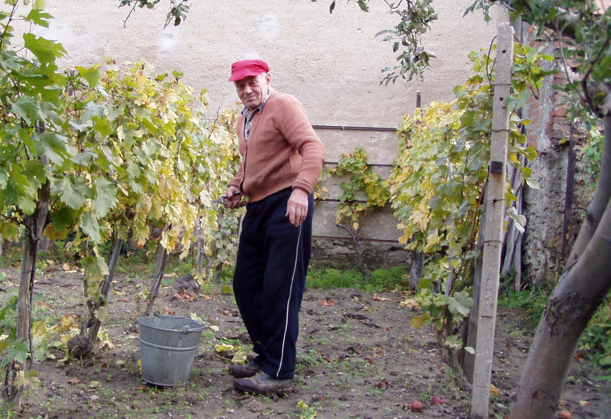 Můj děda Gustáv Bakoš při vyprávění a práci ve svém vinohradu